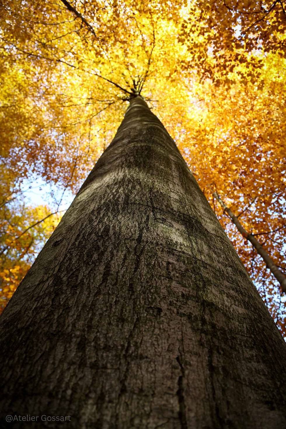 Tall beech tree in the Sonian Forest with autumn leaves
