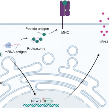 mol ther dec 2025.jpg