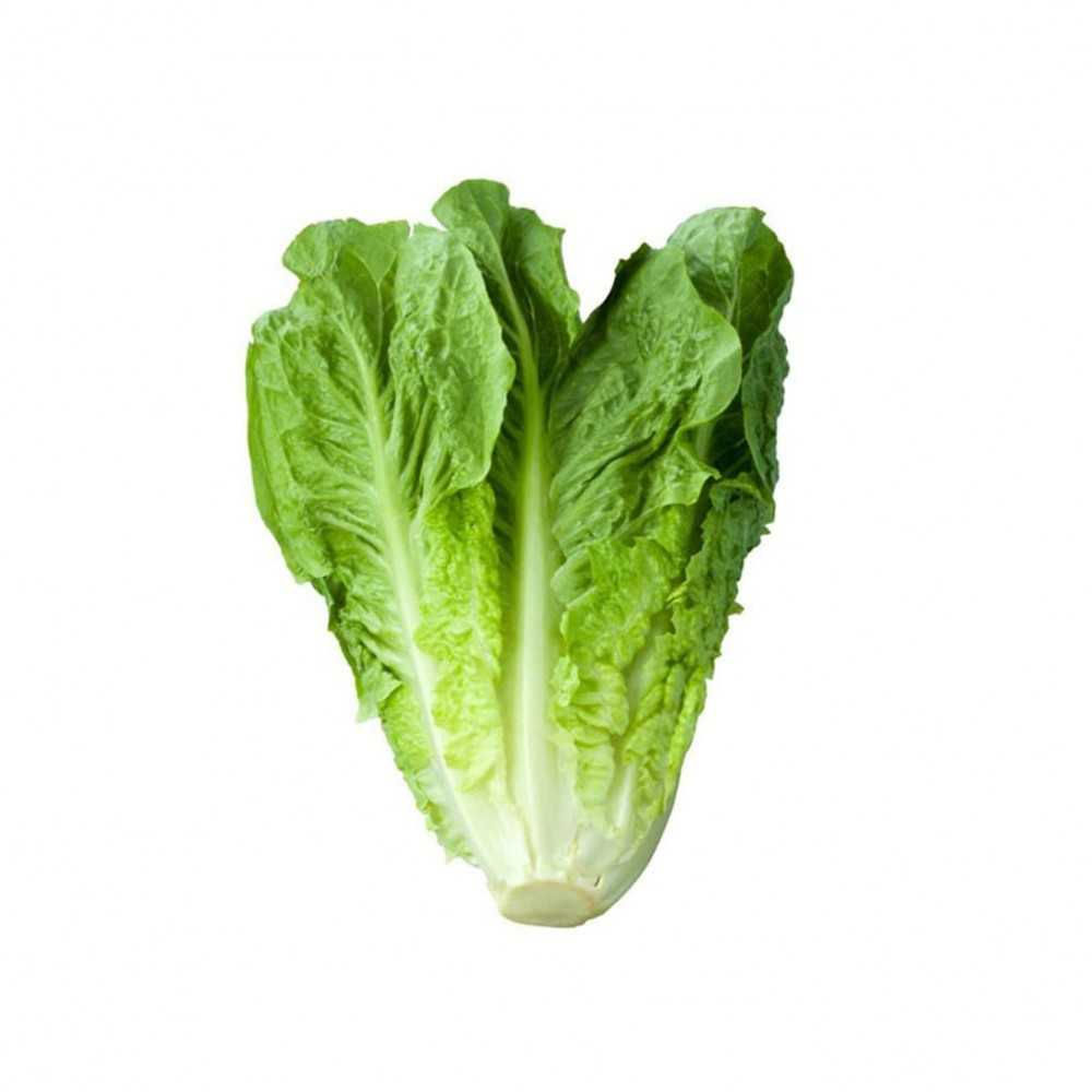 Organic Romaine Lettuce