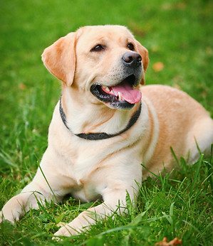 Labrador Retriever 2.jpg