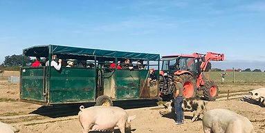 Erfolgreiche Schweine Safari im Rahmen d