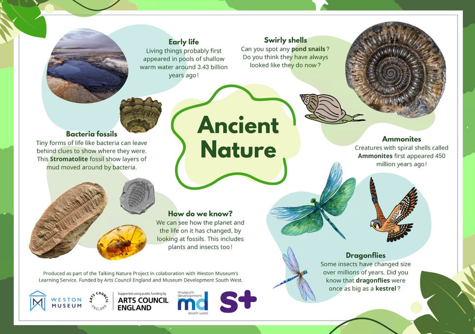 Infographic of Ancient Nature showing insects and fossils