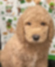 Mini F1 Goldendoodle Puppies Portland ME