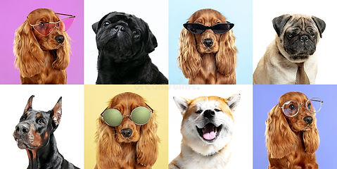 perros-elegantes-posando-pequeños-o-mascotas-felices-los-diferentes-cachorros-de-pura-raza