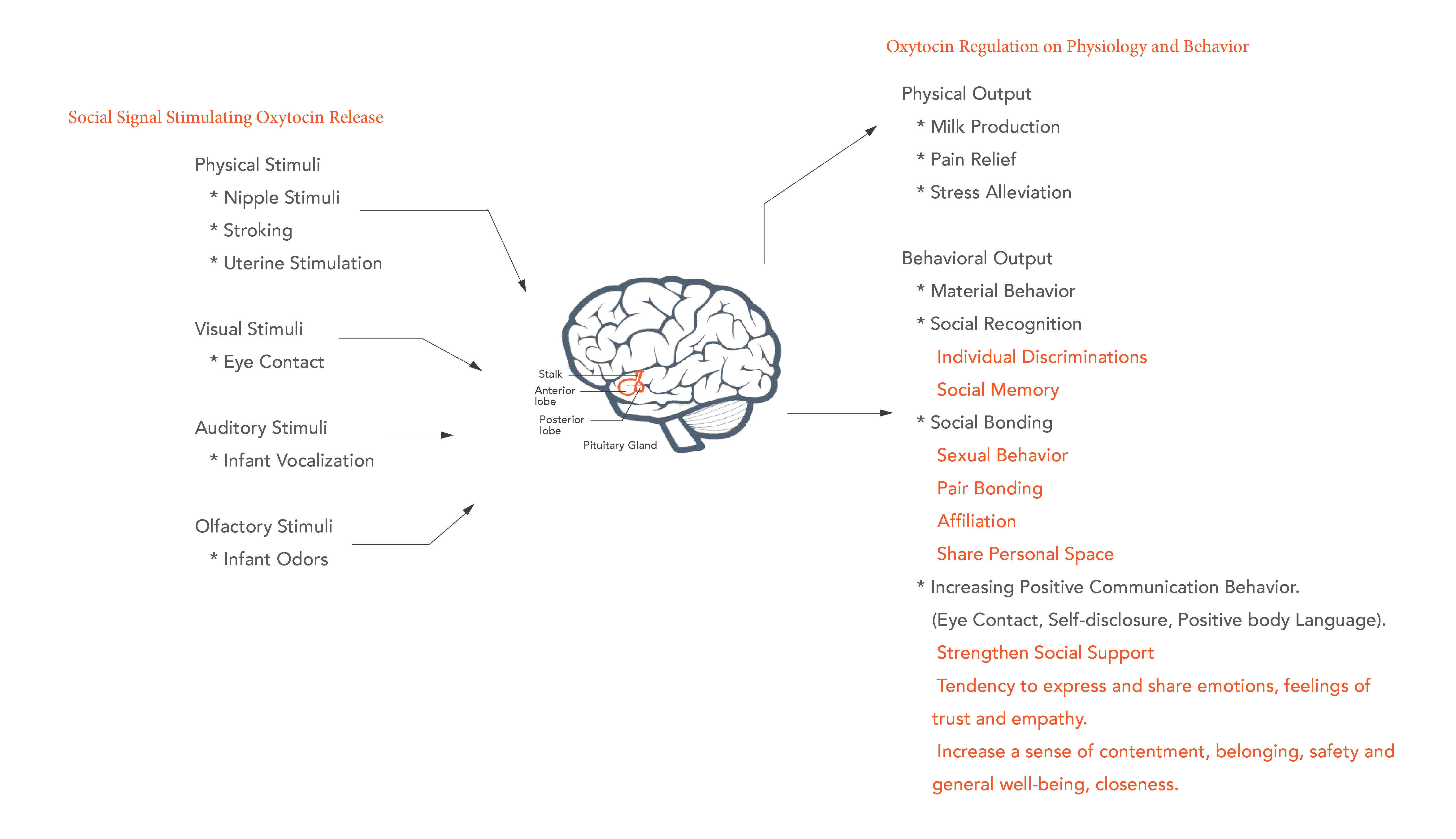 Oxytocin brain