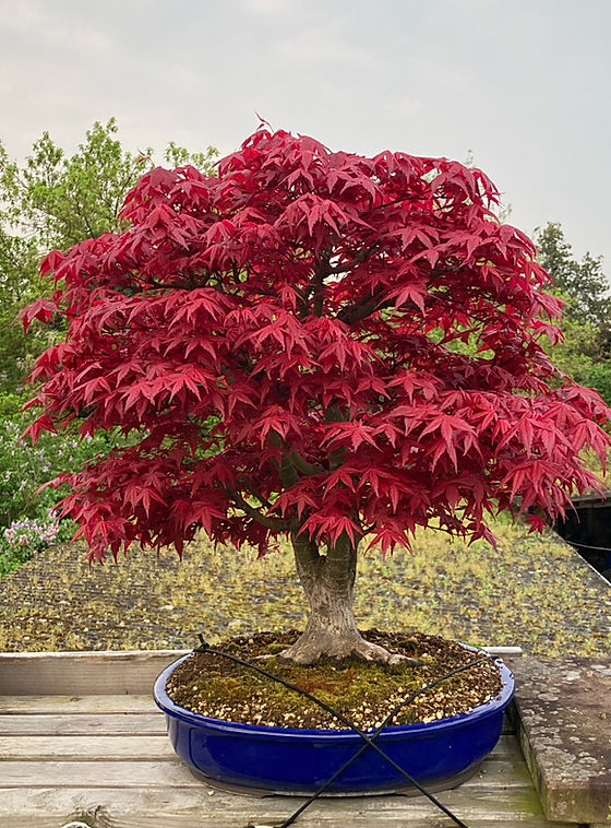 Start | Bonsai Arbeitskreis Mannheim