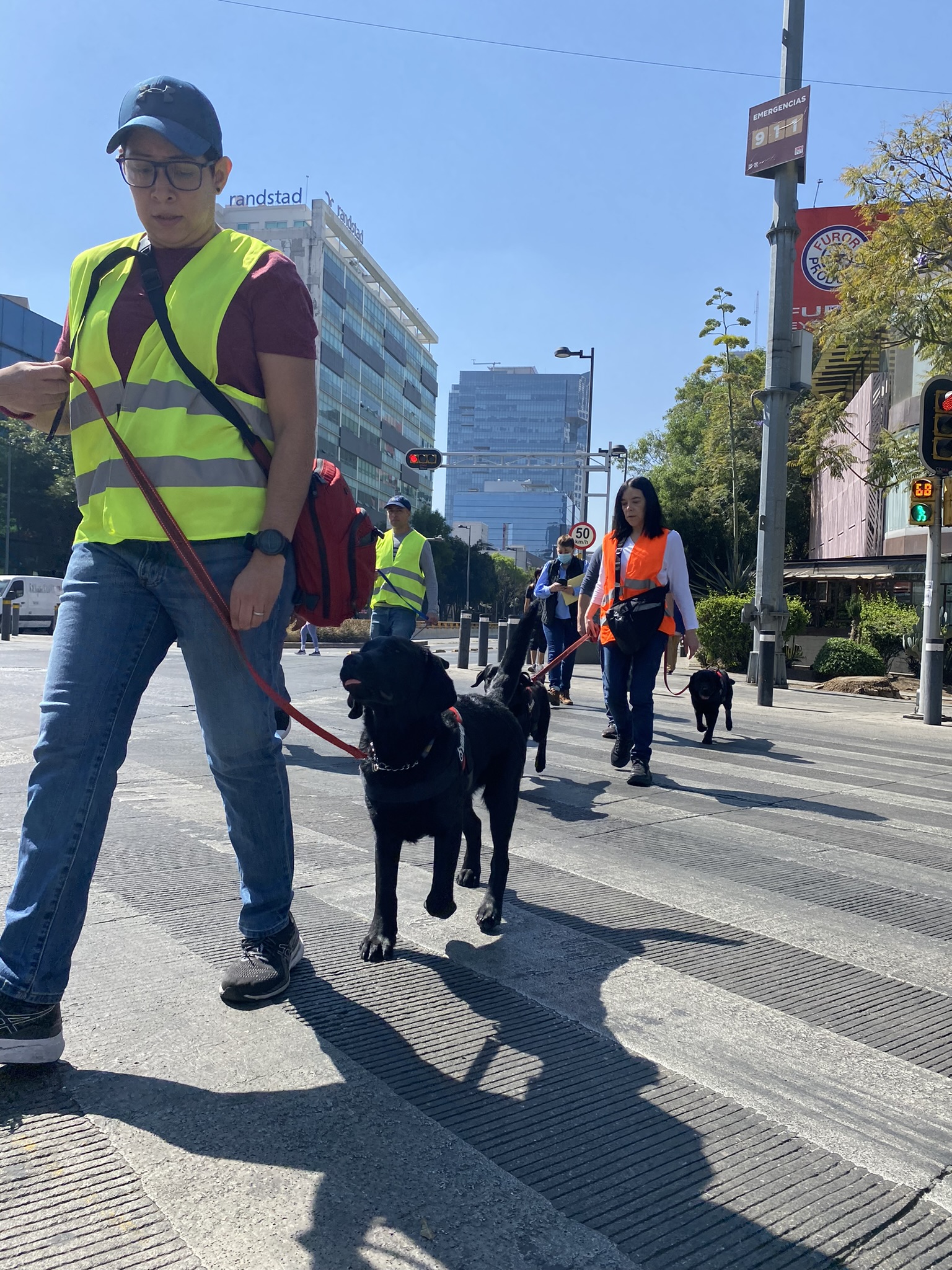 Entrenamiento de Perros Owen Care
