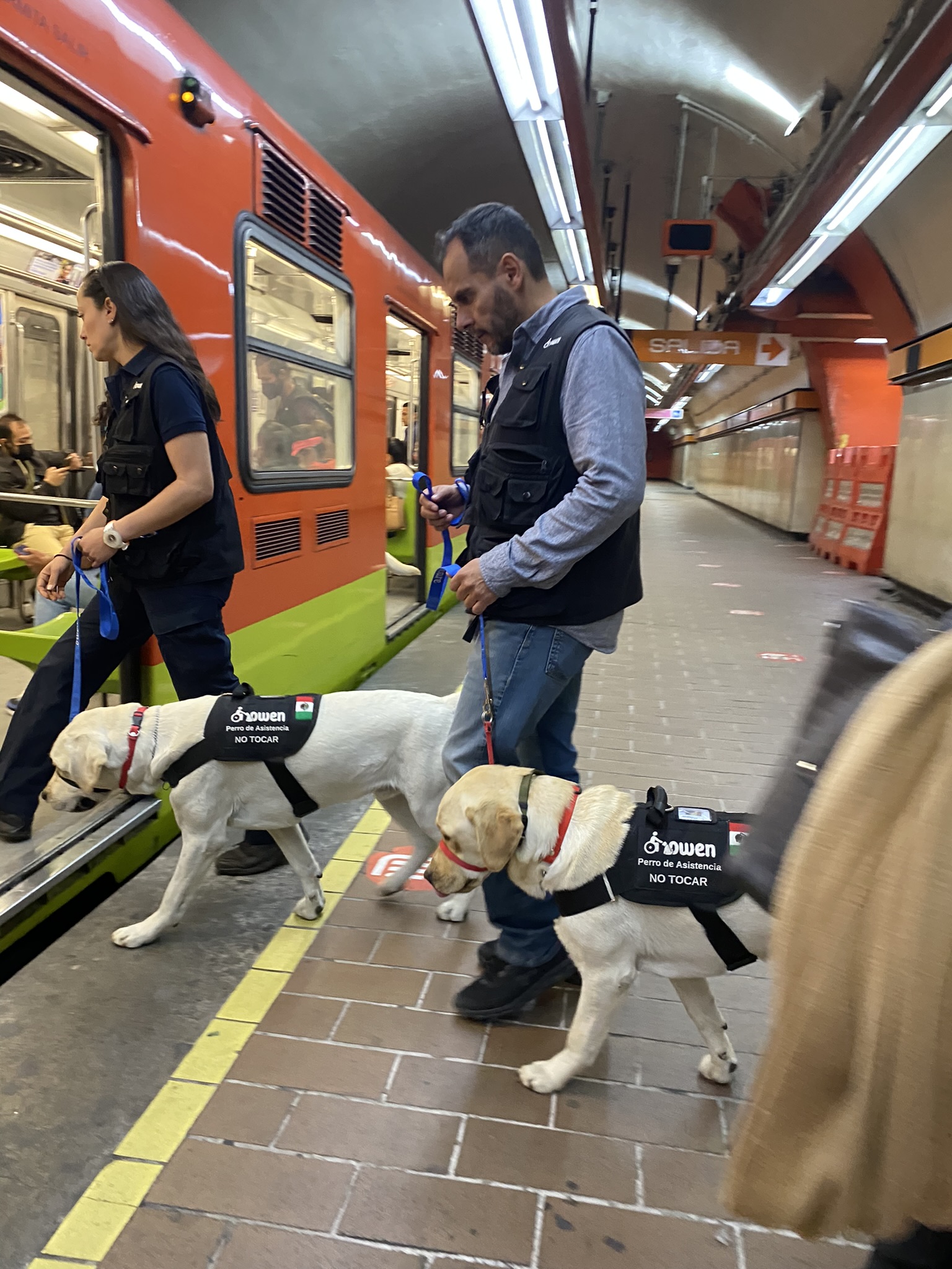 Entrenamiento de Perros Owen Care