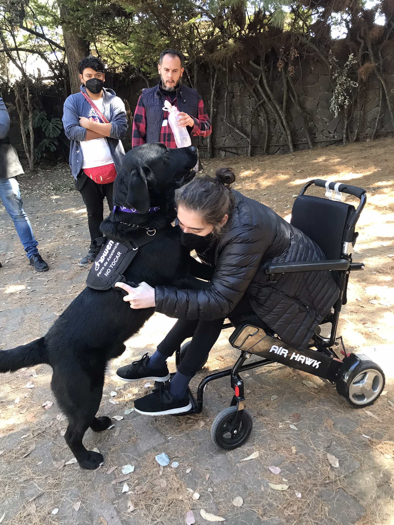 Entrenamiento de Perros Owen Care