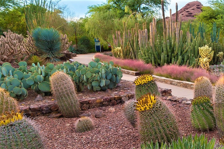 アメリカ アリゾナ 砂漠植物園 アメリカ アリゾナ 砂漠植物園
