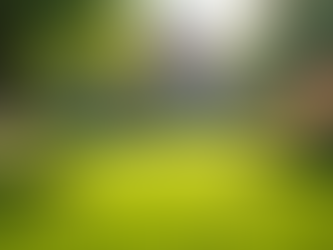 Create Your Dream Yard: Lawn Care Tips