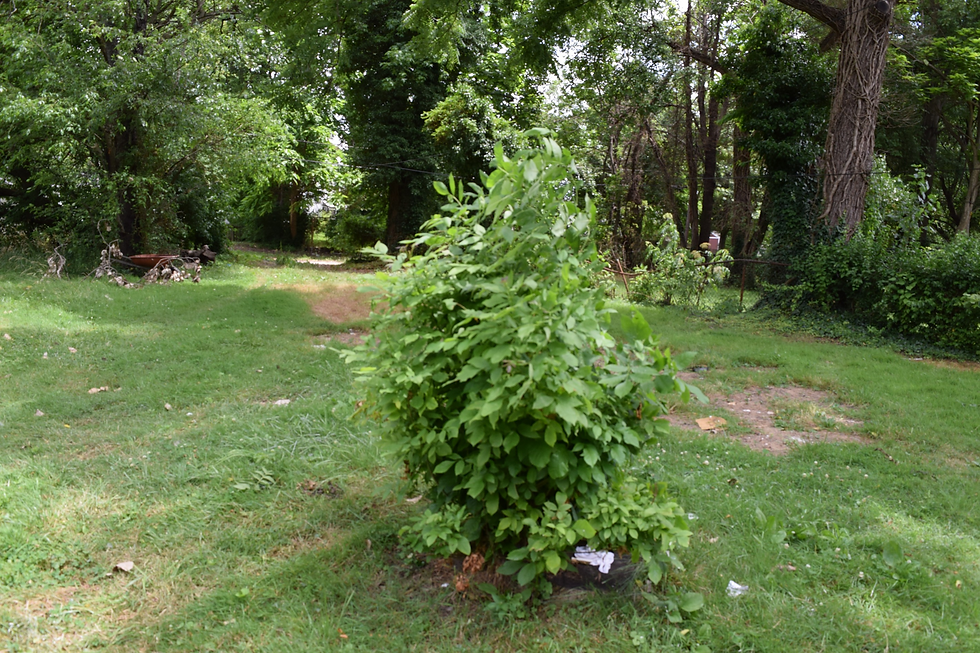 Thumbnail: a grassy area with a single tree in the center