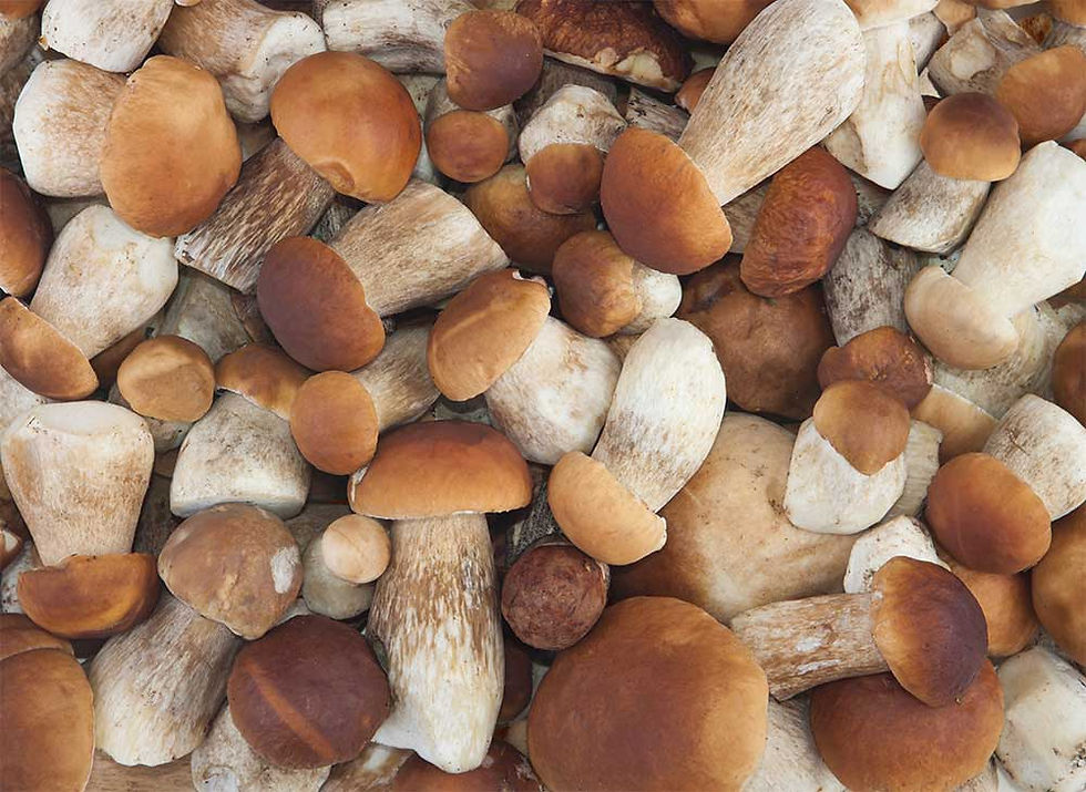 Thumbnail: Porcini Mushrooms