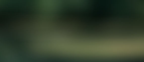 The Duck in the Quiet Stream