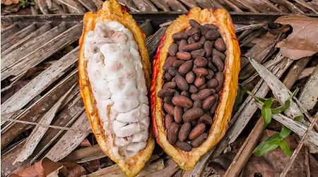 bean.JPG