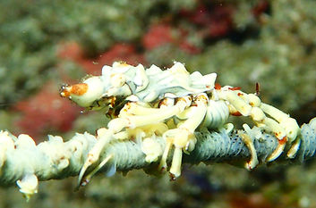 P8102784 (002).JPG