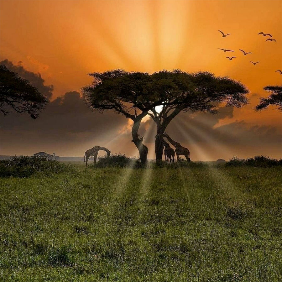 ree