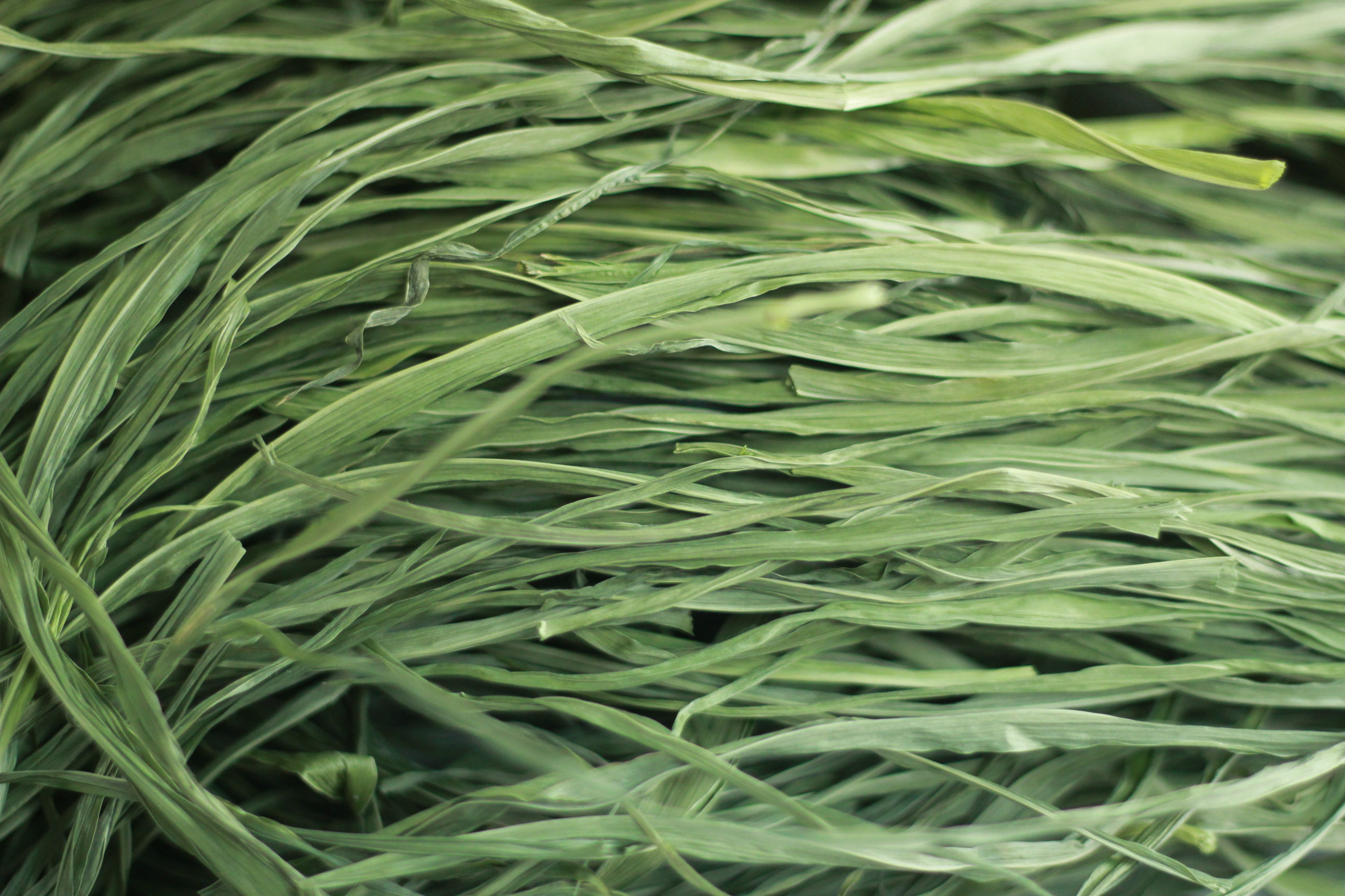 兔子牧草 Rabbit forage