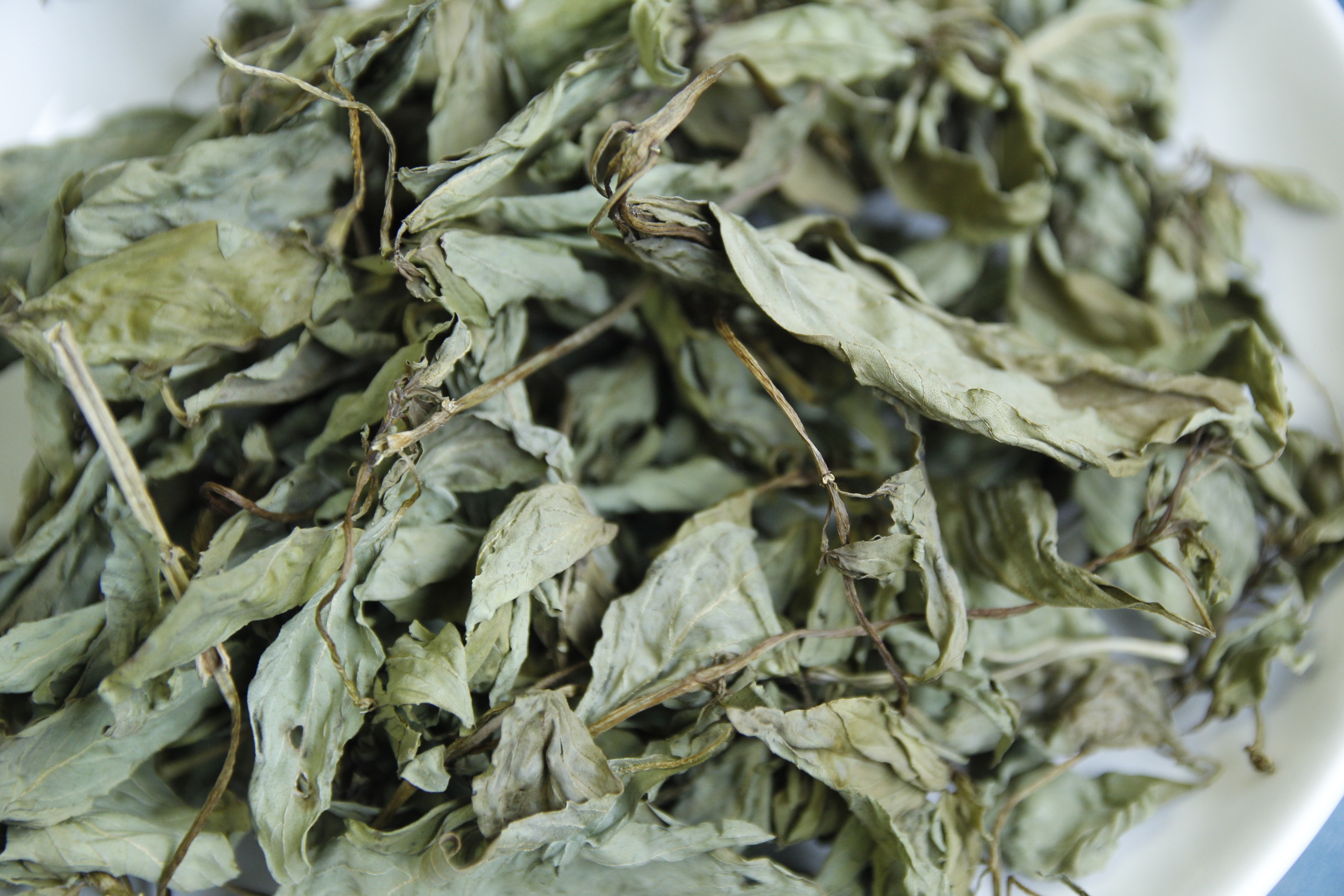 九層塔 Basil