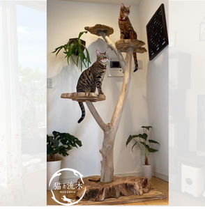 おしゃれな流木キャットタワー 専門店の猫と流木ねこりゅう｜キャット