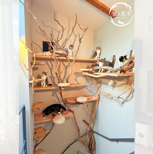 東京都I様ペットサロンメビーラック様 流木キャットウォーク施工事例