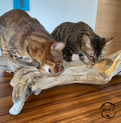 仲良く流木フードボウルでお食事する猫ちゃん