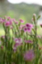240524_PGA5351