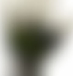 Luva Puma Profi na TKA