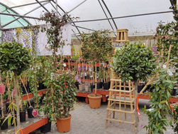 Specimen Plants