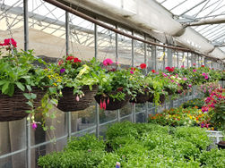 Hanging Baskets