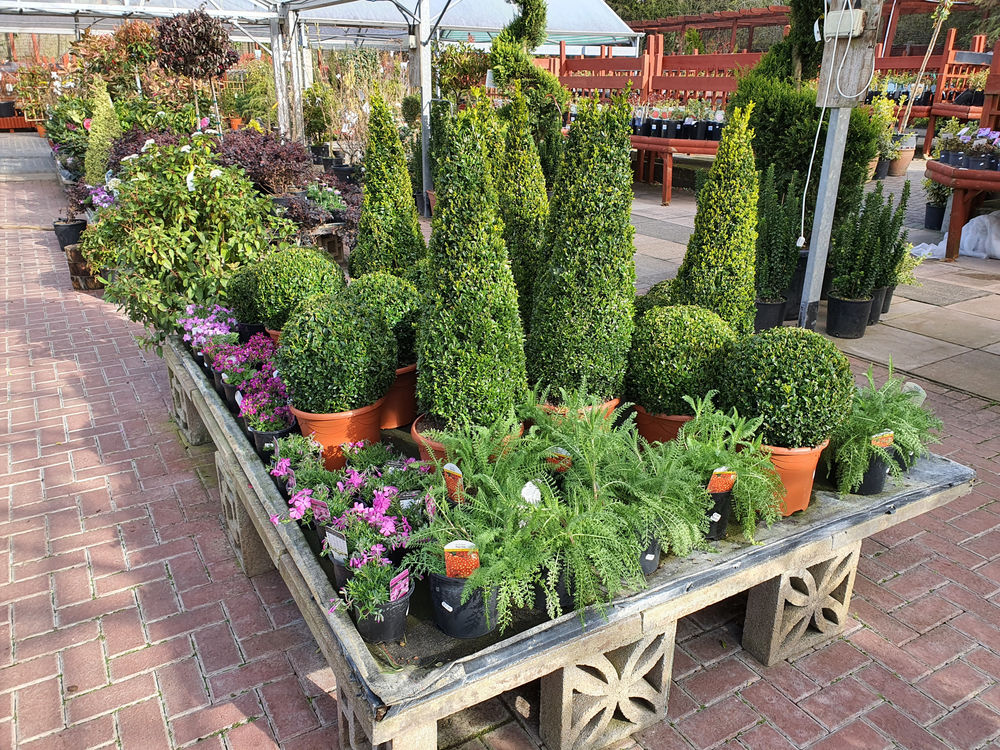 Shrubs & Specimen Plants are Blooming!