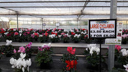 Winter Plants