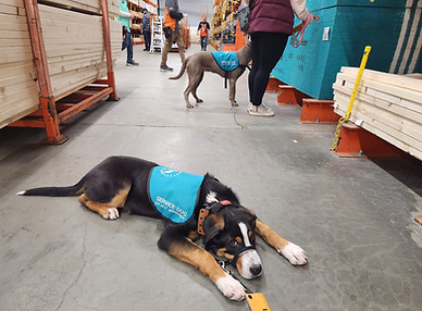 A Greater Swiss Mountain Dog laying on the ground. He is wearing a teal Wendover Service Dogs vest.
