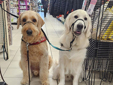 A Goldendoodle Service Dog and a Golden Retriever Service Dog sitting together in a store.