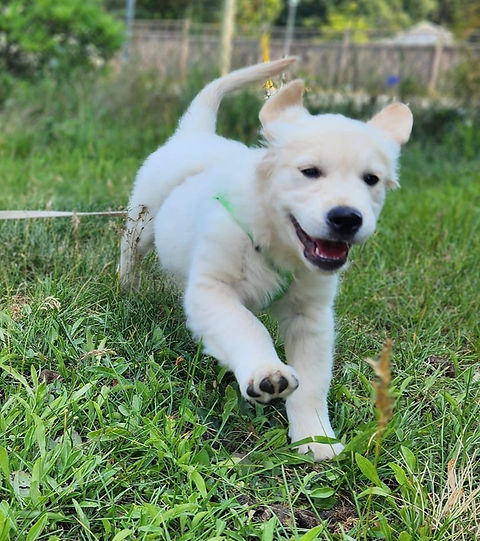 A Golden Retriever puppy running towards the camera