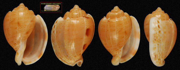 Austroharpa punctata
