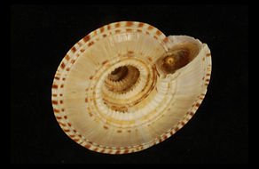 Archtectonicidae.jpg