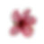 Poppy web assets-19.png
