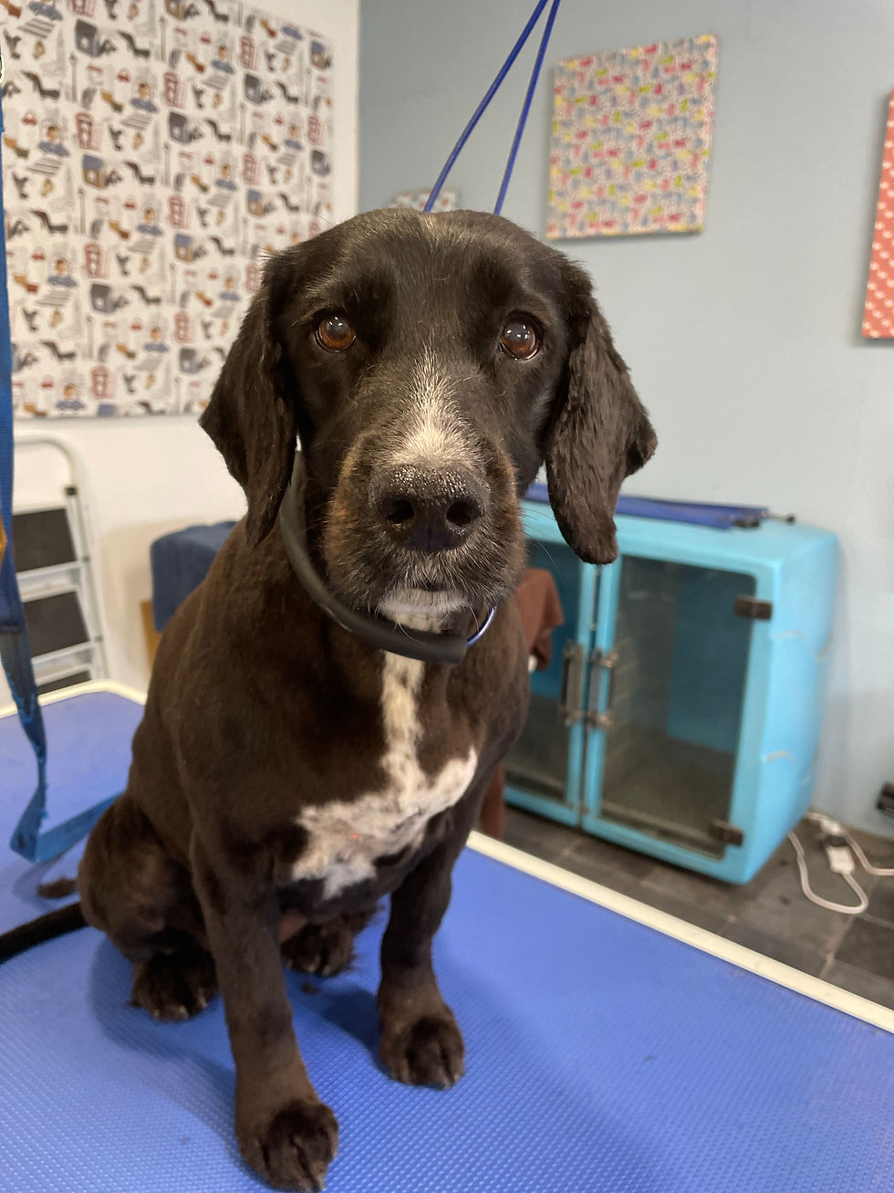 Messy Mutts Dog Grooming