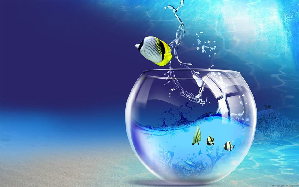 Fish jumping out of fishbowl.