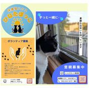 保護猫ハウス「ひなたぼっこ」は、いつでも里親募集をしています。
里親希望の方の連絡をお待ちしてます。