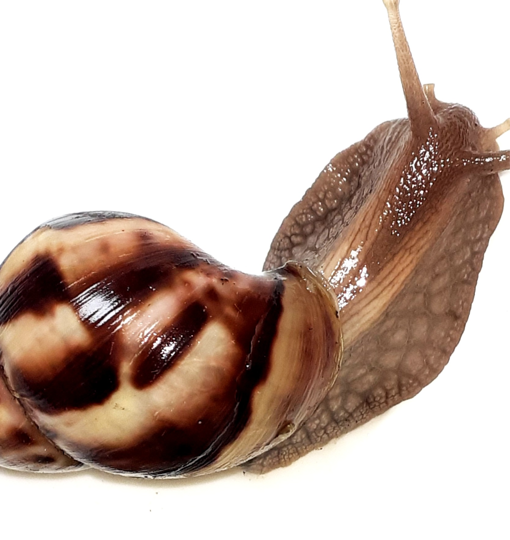 Giant Land Snails