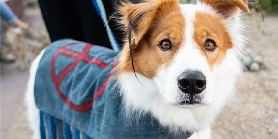 "Mutt Gala" - Dogs N Denim Fashion Show