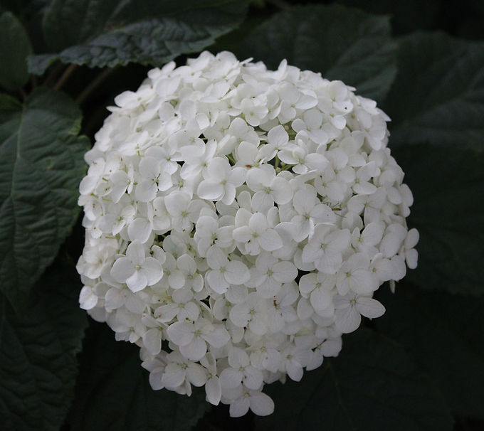 Shadow Depth of Field_ Focal Point