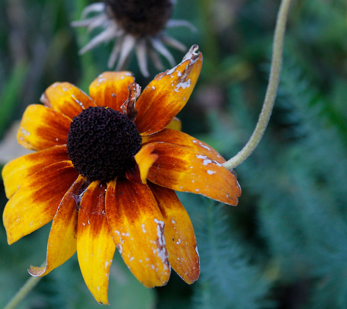 Shadow Depth of Field_ Sunset