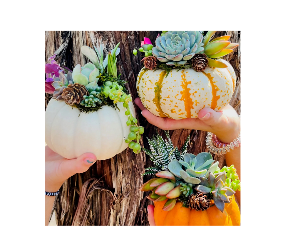 Succulent Pumpkin Class
