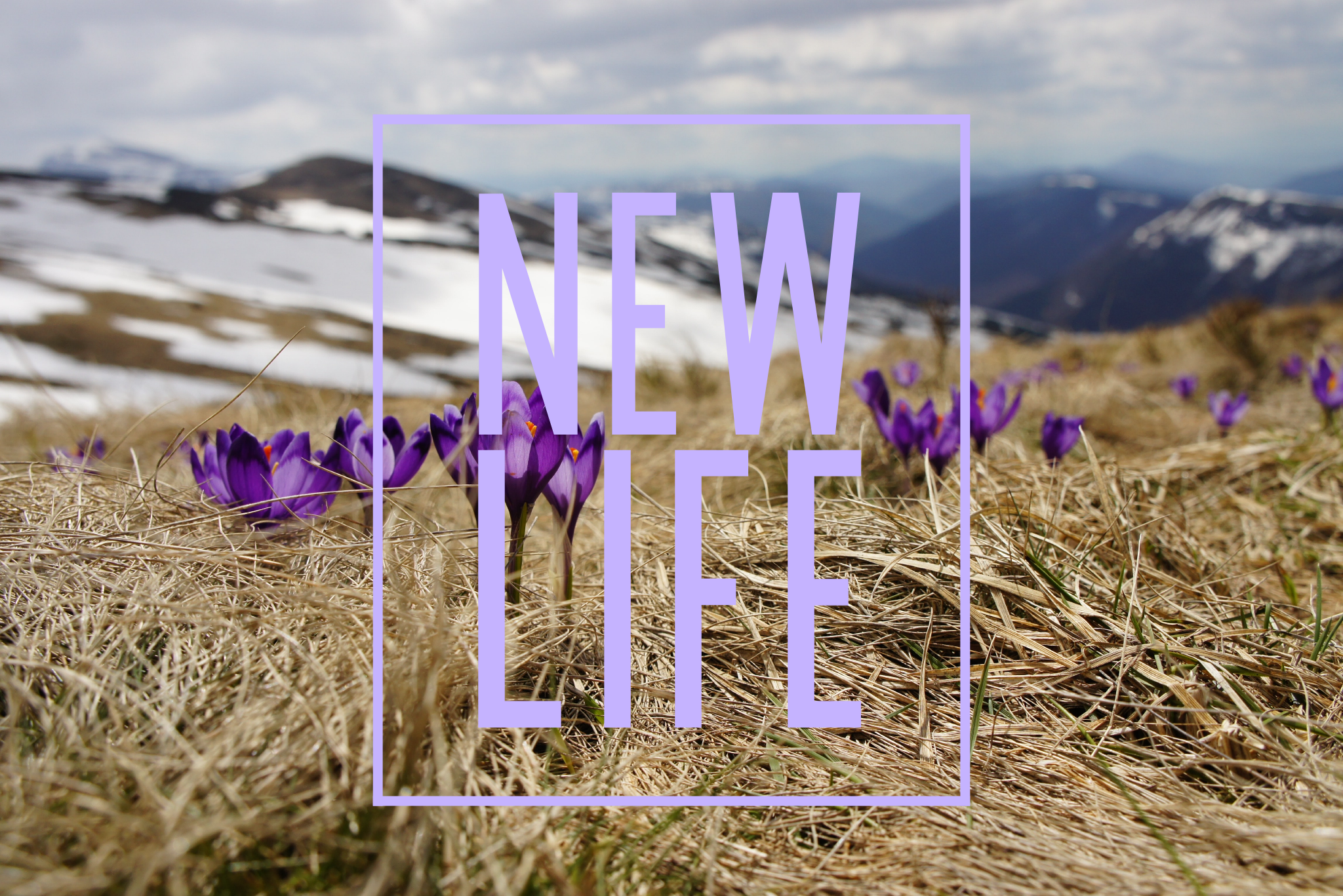 new life