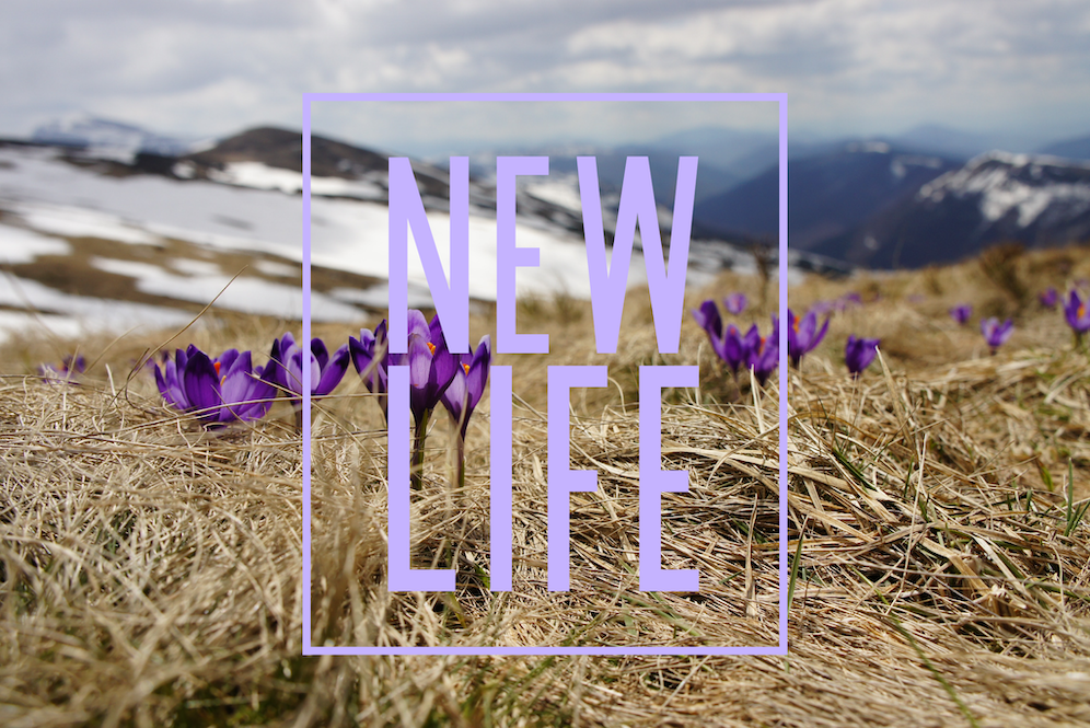 new life web