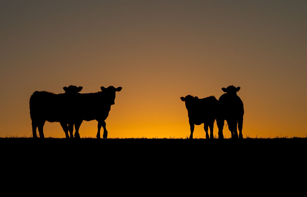 silhouette-of-cows-on-the-hill-at-sunset-2026-03-18-17-37-21