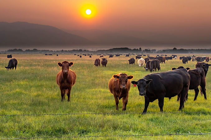 beautiful-shot-of-a-herd-of-cows-grazing-on-a-rura-2026-03-18-09-25-34-